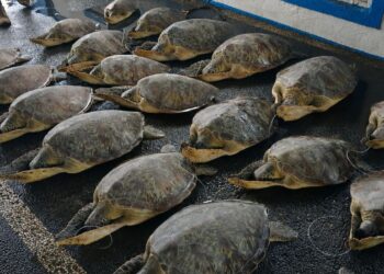KKP Lepasliarkan 21 Penyu Hijau yang Terancam Punah ke Habitat Aslinya